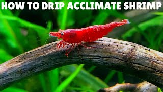 How To Drip Acclimate Shrimp [upl. by Nylhsa]