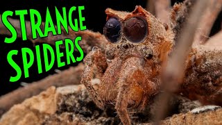 WEIRDEST Spiders in the WORLD  Another Top 5 [upl. by Rekoob]