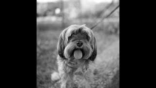 Hundefotografie  Tierfotografie  Hunderassen  Dokumentation  Halle Saale  SachsenAnhalt [upl. by Ravo630]