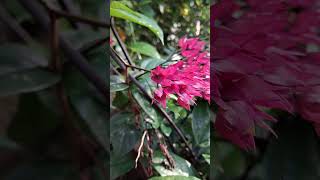 Clerodendrum thomsoniae nature gardening youtubeshorts viralshorts reels plants flowers [upl. by Byram]