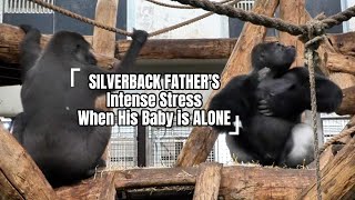 Silverback Father’s Intense Stress When His Baby Is Alone [upl. by Eremehc]