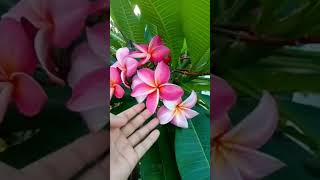 কাঠগোলাপ  flowers  awesome colour terrace garden [upl. by Jairia]