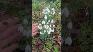 Snowdrops grow in different environments snowdrop gardening permaculture winterfloweringplants [upl. by Cosma]