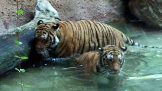 Tigers playing in water  SAN DIEGO ZOO [upl. by Shuman]