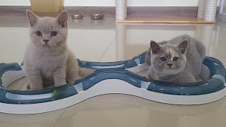 Amazing British Shorthair Kittens [upl. by Schlessel]