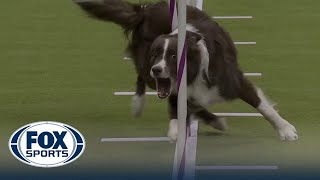 Typo the Border Collie wins the 20quot class in the Masters Agility Championship  Westminster [upl. by Kaasi]