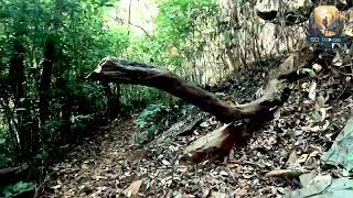 Bandaje Falls  Belthangady  share subscribe support travel karnataka shortvideo trek [upl. by Haidebez]