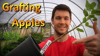 Grafting Apple Trees Onto Root Stock [upl. by Ahsoym]