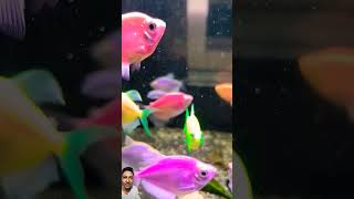 Tetra fish 😋 reactionvideo viralshort fishingvideo [upl. by Notned]