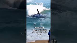 Florida beach The moment a huge whale appears on the beach florida shortvideo [upl. by Acirt897]