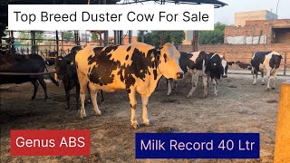 Top Breed Duster Cow ABS For Sale  Milk Record 40 Ltr  Bassi Dairy Farm  Punjab [upl. by Roseann]