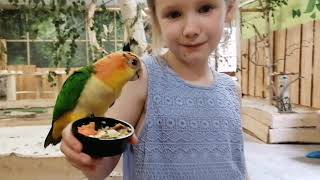 KIDS FEEDING PARROTS FROM HANDS [upl. by Abixah]