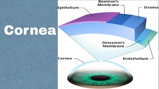 Viral keratitis  Herpetic Corneal Ulcer  Dendritic Ulcer Part 11 [upl. by Peursem]