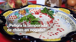 ¡EN PELIGRO  La temporada de chiles en nogada en riesgo por la sequía [upl. by Paryavi]