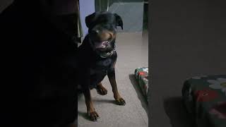 Roxy ki Lar ki barish doglover roxythepitbull rogerthelabrador shortsvideo 🤣🤣🤣🤣 [upl. by Anerys194]