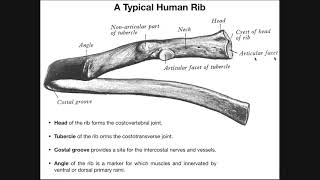 Sternocostal amp Costochondral Joints  RibSternum Articulations [upl. by Clemens]