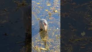 Great blue heron bird catching and eating fish shorts [upl. by Sadirah]