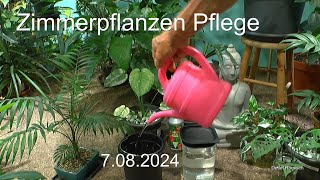 Zimmerpflanzen im Dschungel Pflanzenpflege und Entwicklungen mit neuem Wasser [upl. by Sonitnatsnok645]