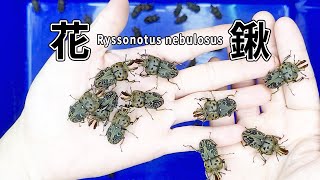 【山林蟲坊】花俏的澳洲花鍬形蟲  Ryssonotus nebulosus Super Fancy Beetle [upl. by Frasch]