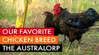 Our favorite chicken breed the Australorp [upl. by Yrac]