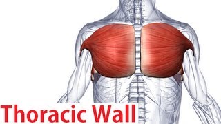 Muscles of the Thoracic Wall  Chest Muscles Anatomy [upl. by Ettennaj]