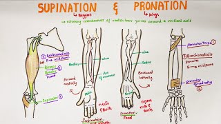 Supination and Pronation in forearm  Anatomy [upl. by Ema]