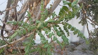 Rare Plant Boswellia sacra [upl. by Pascoe]