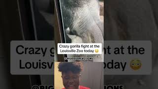 Gorillas Fighting in front of kid 🦍🔥 viral youtubeshorts shorts [upl. by Johann]