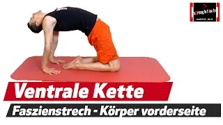 Faszien Stretching Routine  Wirbelsäule aufrichten  Haltung verbessern [upl. by Rtoip]