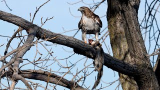 Juvenile Redtailed Hawk with a Squirrel [upl. by Asemaj847]