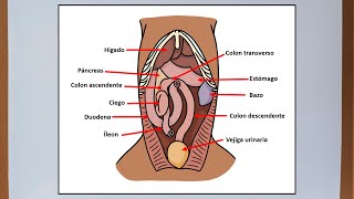 Abdomen del perro  Anatomía veterinaria [upl. by Ruttger158]