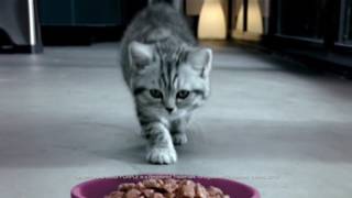 Whiskas Kitten Food TV Commercial 2016 [upl. by Ramilahs48]