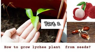 How to grow lychee from seeds  litchi plant  watch me grow  Part  2 [upl. by Aurita]