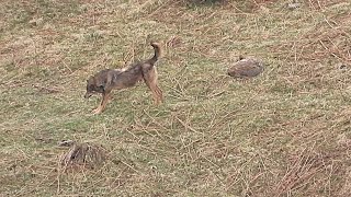 Lobos ibéricos Pareja Cantabria [upl. by Kin]