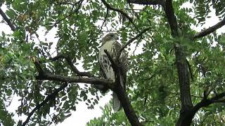 Fledgling redtailed hawk crying in Tompkins Square [upl. by Shayla726]