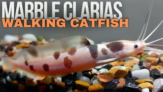 Marble Clarias Walking Catfish  A Beginners Guide Clarias batrachus [upl. by Durman]