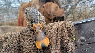 Single Hen Mallard DayNot Gettin Better [upl. by Adlei]