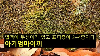 아기엄마이끼 Scapania ligulate subsp ligulta [upl. by Constantin]