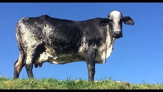 Mejoramiento Genético y Nutricional del Ganado Girolando  TvAgro por Juan Gonzalo Angel [upl. by Lyon818]