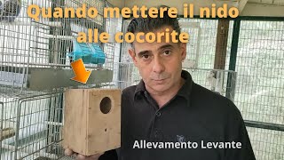 Quando mettere il nido alle cocorite [upl. by Azil430]