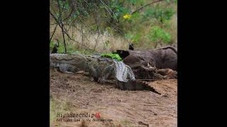 【Trailer】Crocodiles heading home after the Sambar deer meal party 4K shorts crocodile alligator [upl. by Maurise916]