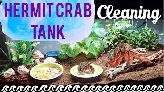 Hermit Crab Tank Setup amp Tank Cleaning  Loris Hartland [upl. by Nirehtac]