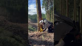 Lumberjack skunk lumberjack logger logging chainsaw 林業 chainsaw [upl. by Enidaj179]