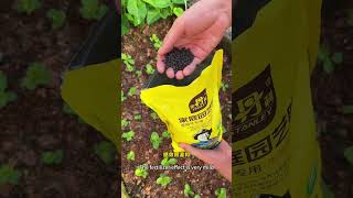 How to manage vegetable seedlings apply dry fertilizer on rainy days gardening gardentips [upl. by Anua201]