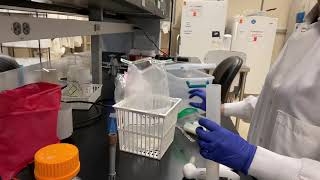 Thermoduric and Psychrotrophic Bacteria Lab Video [upl. by Kuehnel675]