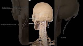 Ligaments in the region of Atlasfirst cervical vertebrae C1 viralvideo anatomy trending trend [upl. by Nerradal]