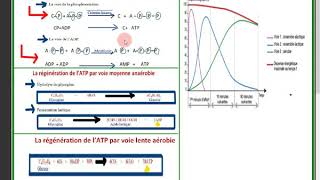 SVT les 3voies de la regeneration de lATP au niveau du muscle suite [upl. by Kerat339]