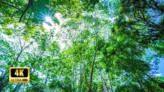 4K Amazon Rainforest Aerial Journey Deep Meditation amp Nature Sounds for Relaxation [upl. by Jerrome138]