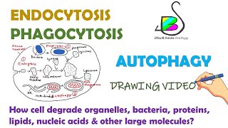 ENDOCYTOSIS PHAGOCYTOSIS  AUTOPHAGY Cell biology [upl. by Dotti551]