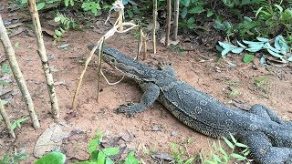 Best Komodo Dragon Trap By Quick TrapHow To Make Quick Komodo Dragon Trap That Work 100 [upl. by Chandless]